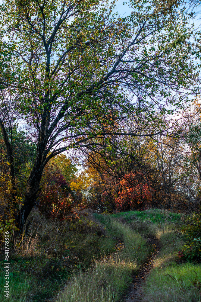 autumn in the woods