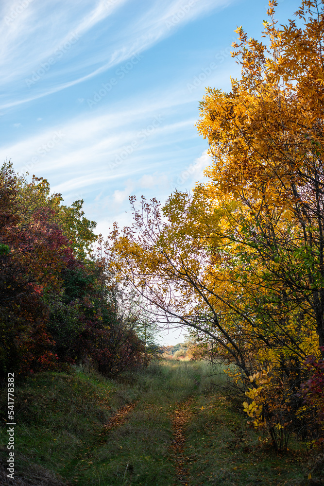 autumn in the park