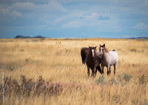 Horses in the field