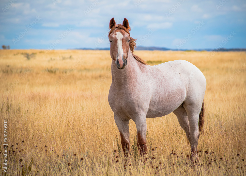 Horses in the field Horses in the field