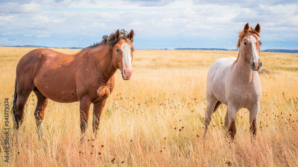 Fototapeta premium Horses in the field