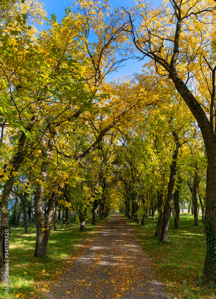 small country road leading into endless golden autumn forest