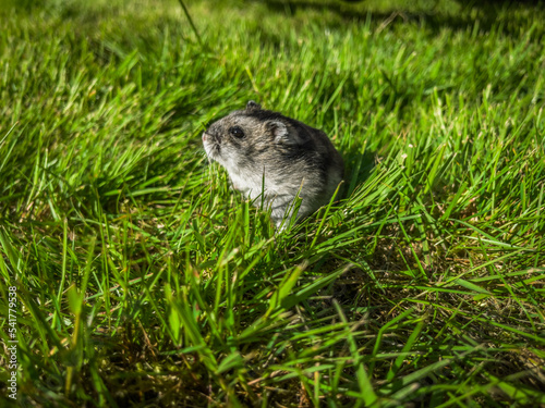 hamster in the grass