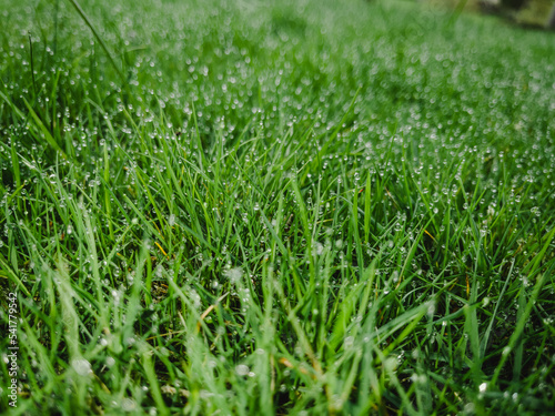 green grass background with waterdrops