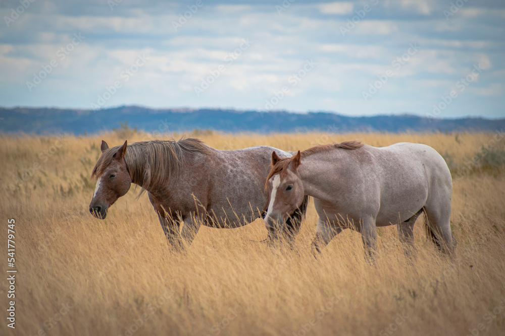 Fototapeta premium Horses in the field