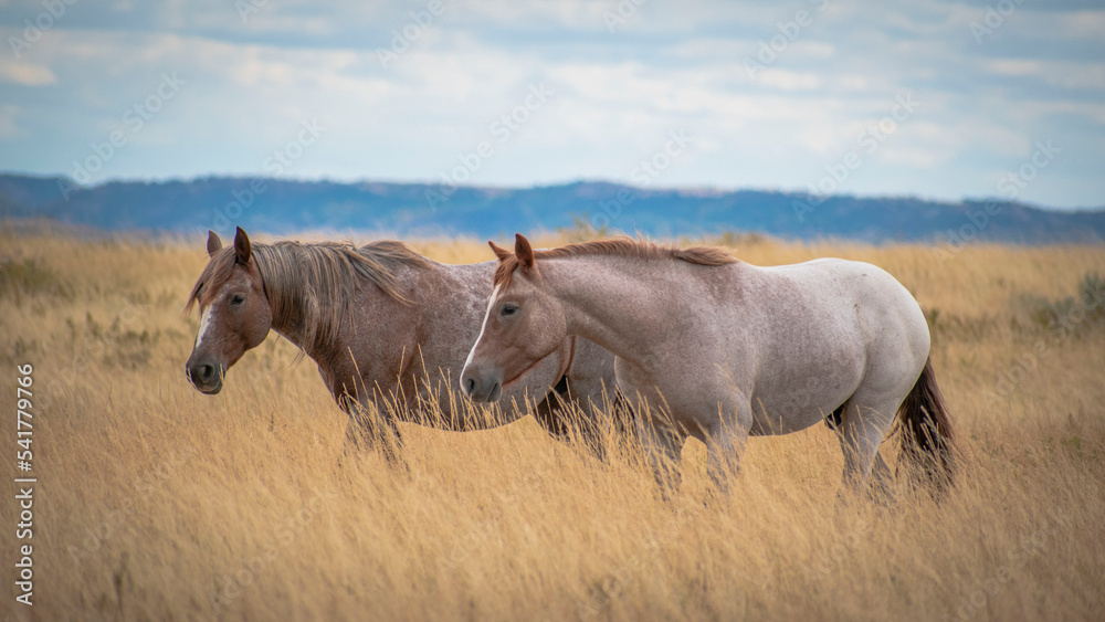 Horses in the field