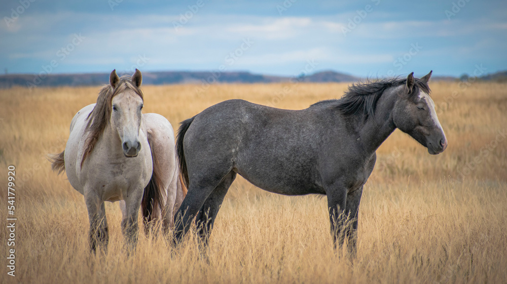 Obraz premium Horses in the field
