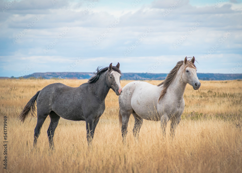 Horses in the field