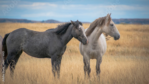 Horses in the field © Emily