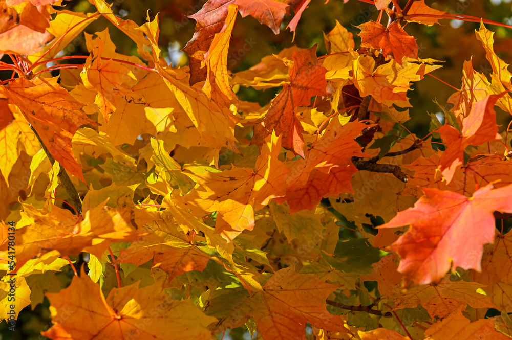 Herbst Textur Herbst Textur