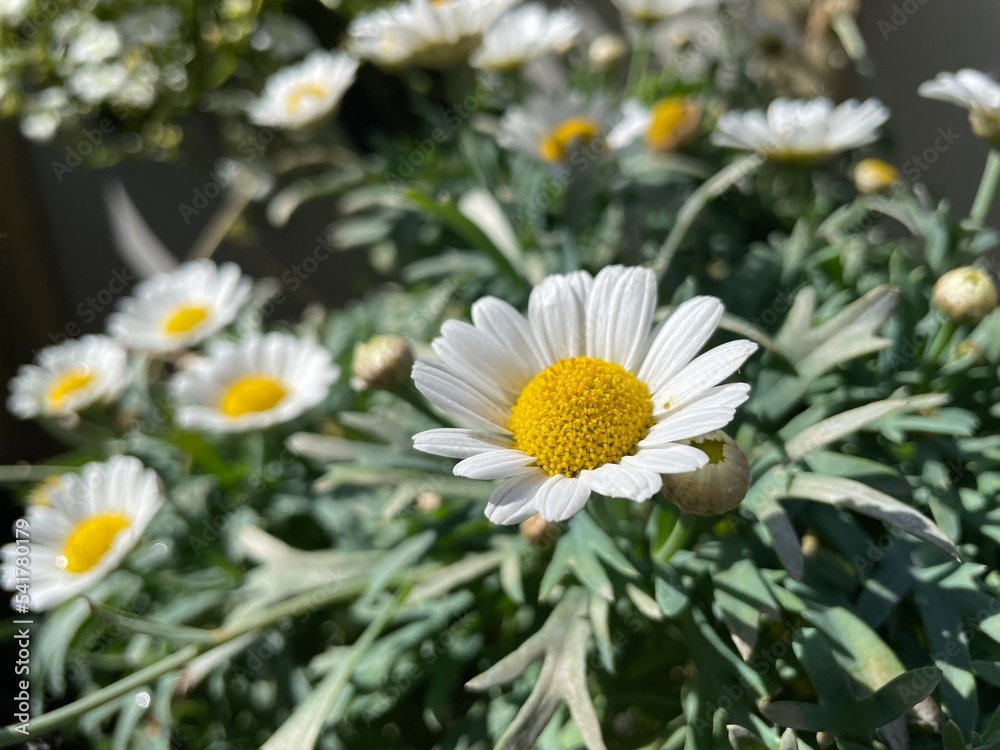 Fototapeta premium daisies in a garden