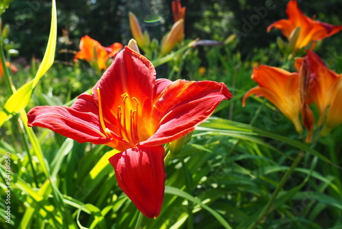 Hemerocallis hybrid Anzac is a genus of plants of the Lilaynikov family Asphodelaceae. Beautiful red lily flowers with six petals. Long thin green leaves. Flowering and crop production as a hobby © Iuliia