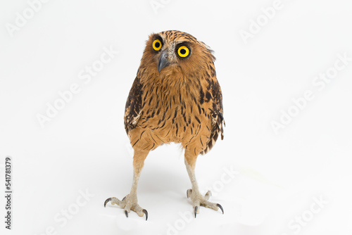 The buffy fish owl or Malay fish owl bird (Ketupa ketupu)  isolated on white background