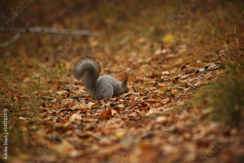 cute squirrel searching food in grass in autumn park