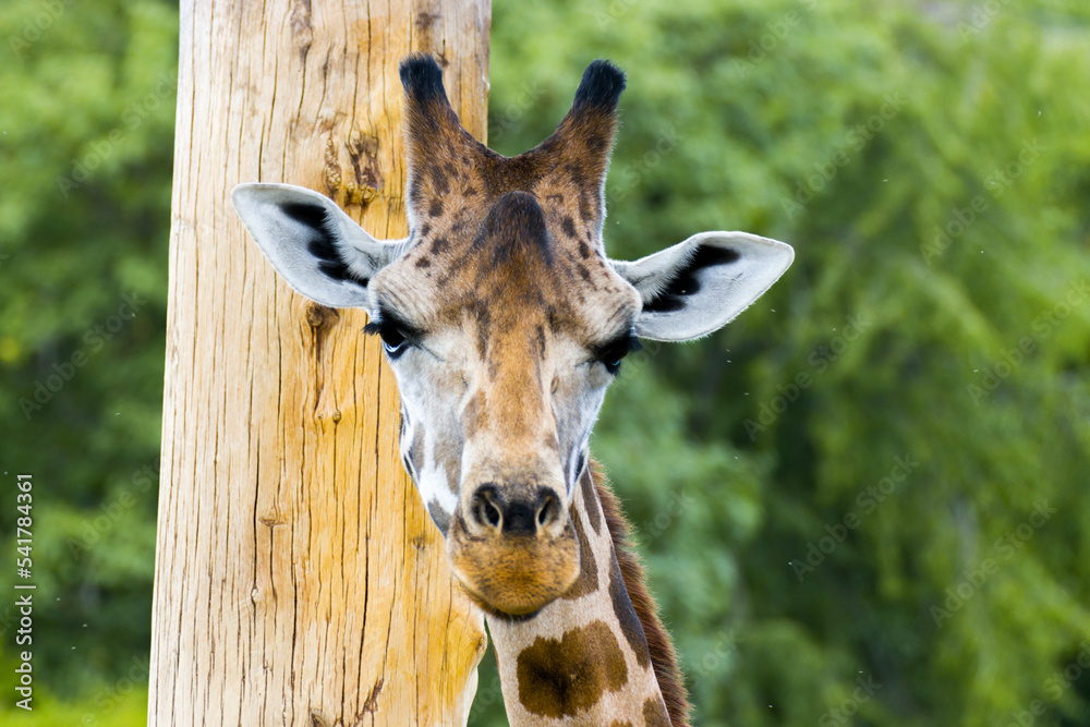 Obraz premium Giraffe