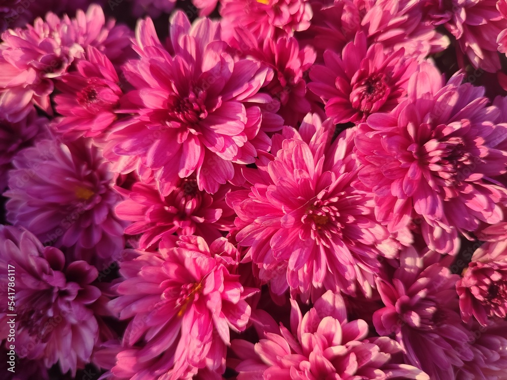 stock photo taken on a smartphone, a bouquet of flowers, spring flowers, wallpaper or background stock photo taken on a smartphone, a bouquet of flowers, spring flowers, wallpaper or background