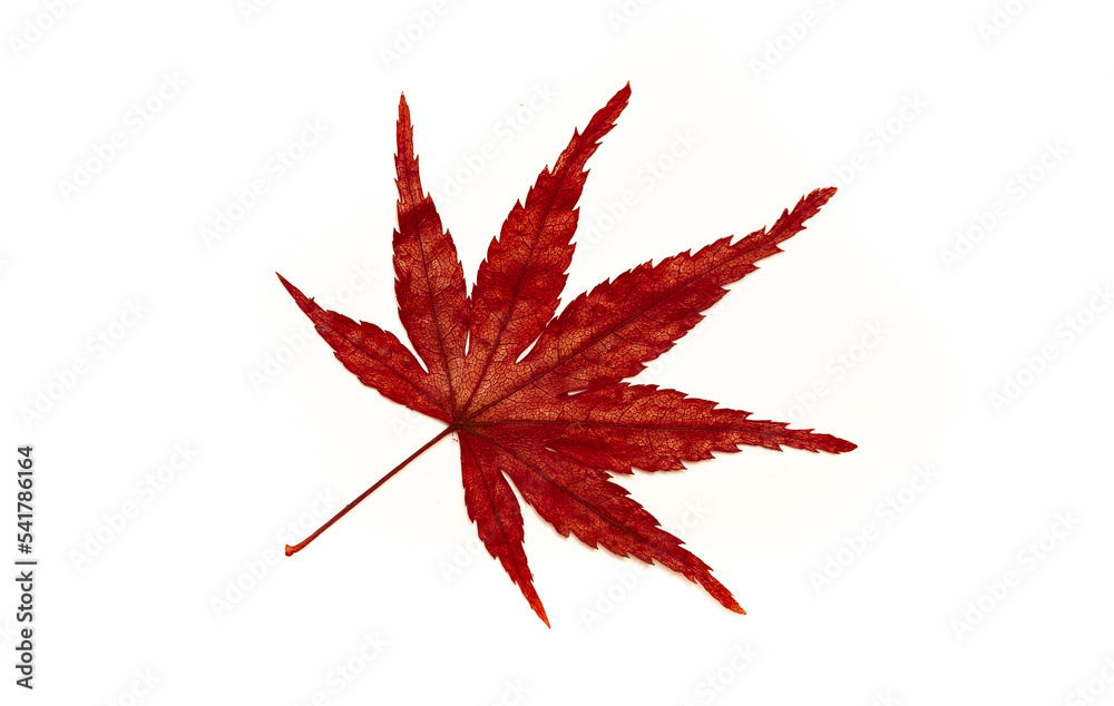 Autumn leaves on a white background isolated. Collection of colorful fallen autumn leaves. Autumn leaves on a white background isolated. Collection of colorful fallen autumn leaves.