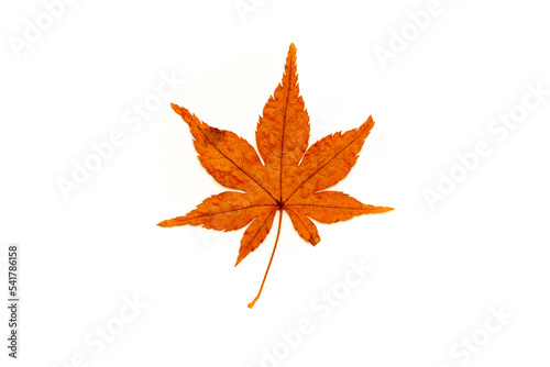 Autumn leaves on a white background isolated. Collection of colorful fallen autumn leaves.