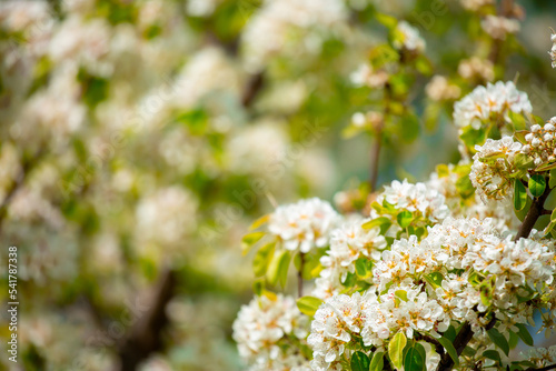 White flowers bloom in the trees. Spring landscape with blooming sakura tree. Beautiful blooming garden on a sunny day. Copy space for text.