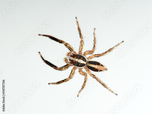 Pantropical Jumping Spider. Plexippus paykulli 