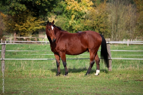 beautiful brown quarter horse is standing on the paddock © Bianca