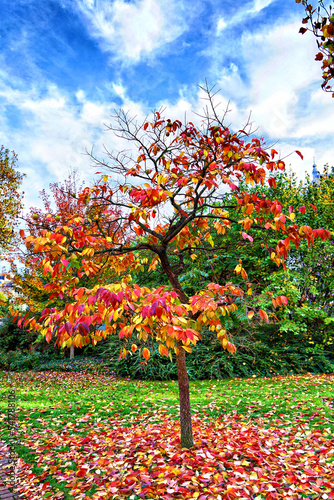 HDR-Baum im Herbst