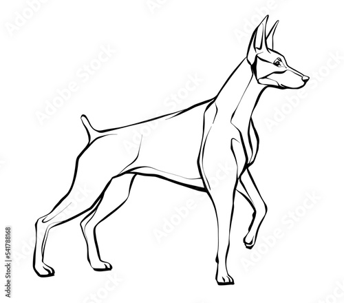 Drawing of a Doberman dog standing. Illustration of a black and white sketch. Vector.
