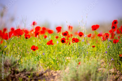 Spring  field of poppy flowers. The concept of the freshness of the morning nature. Spring landscape of red wildflowers. Beautiful landscape  pnorama long banner.