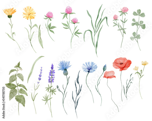 Watercolor set with wildflowers isolated in white background