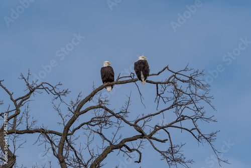 Bald Eagles Perched In A Bare Tree