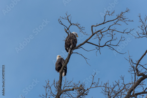 Bald Eagles Perched In A Bare Tree