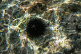 Black sea urchin with many spikes on sun lit rock - underwater closeup photo