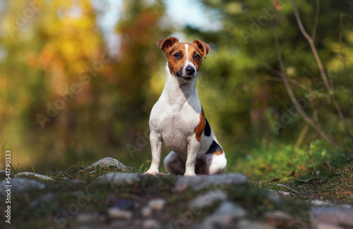 Small Jack Russell terrier sitting on meadow or country road blurred trees background