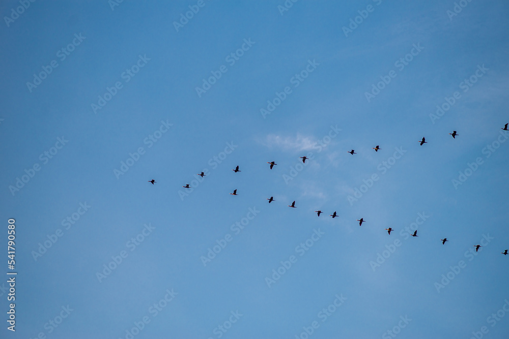 odlatujące dzikie ptaki w kluczu na niebie - obrazy, fototapety, plakaty 