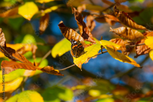 Red admiral butterfly (Vanessa Atalanta) with partially open wings perched on a yellow leaf in Zurich, Switzerland photo