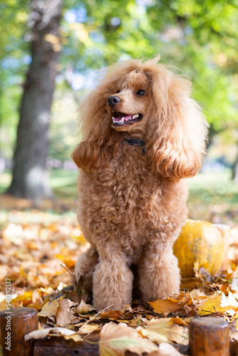 Portrait Beautiful little apricot poodle outdoors in the autumn leaf