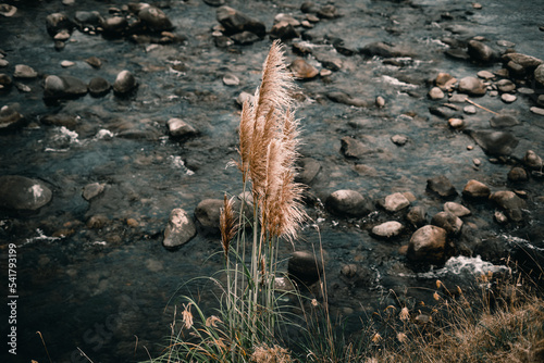 soft feather-shaped plants among the vegetation next to the flowing water of the stony river in waitawheta tramway, new zealand