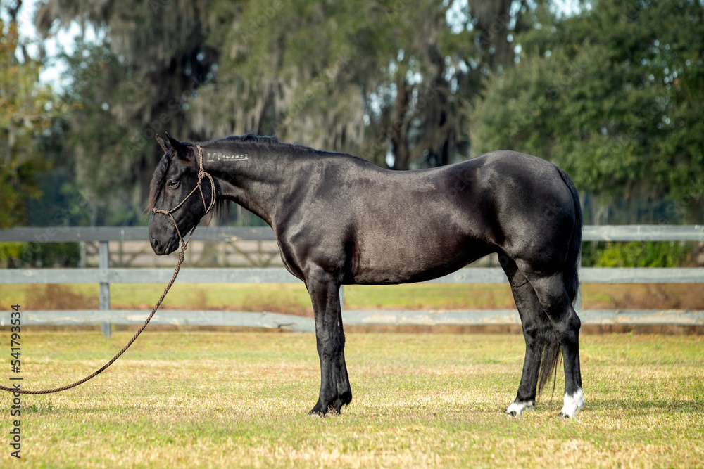 Black Mustang Mare in Training