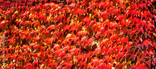 Fiery texture of autumn leaves of wild grapes.