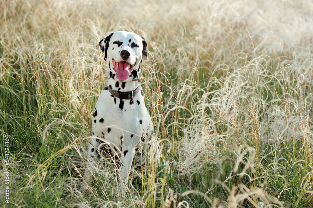 Natual light portrait of a dalmatian dog in the field Natual light portrait of a dalmatian dog in the field