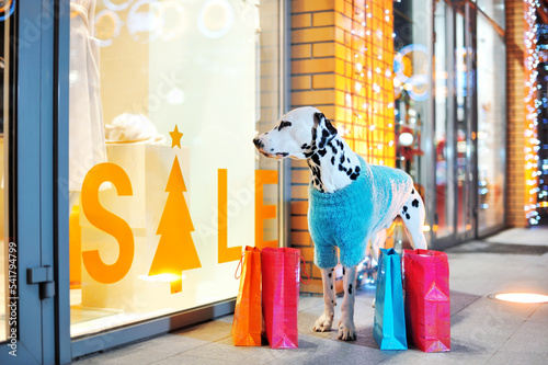 Dalmatian dog looking into the shop window