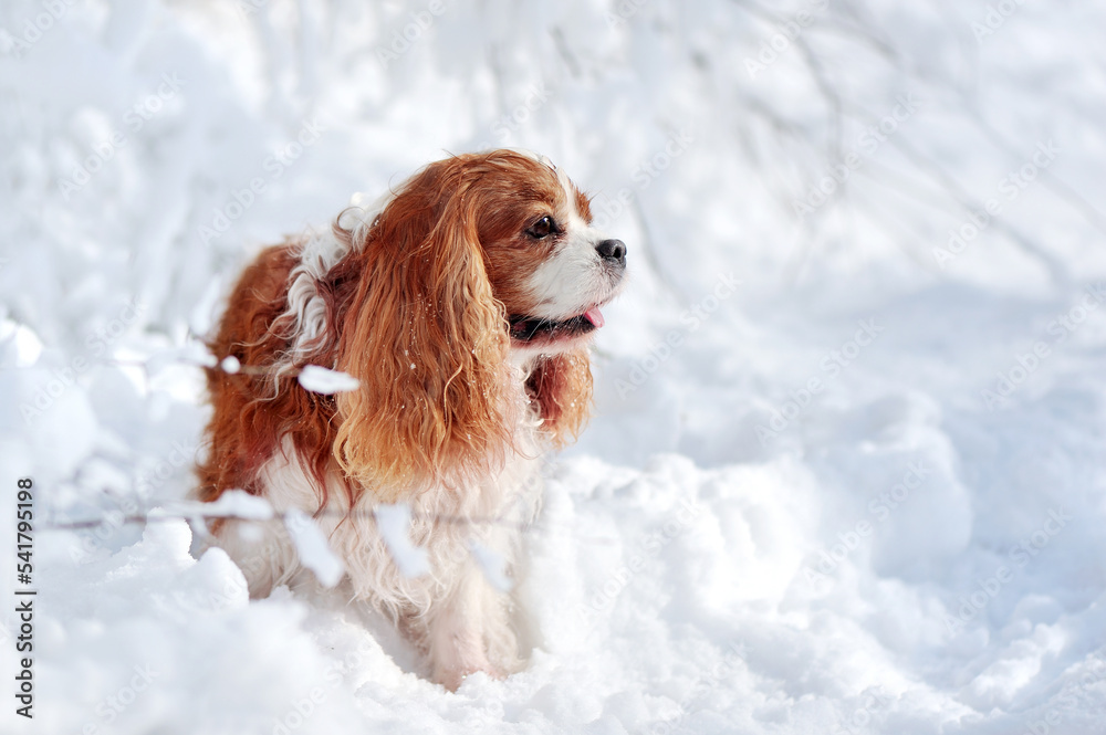 King charles spaniel at the winter park looking to the side