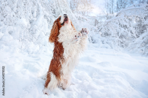 Cavalier King Charles Spaniel begging on hind legs at the snowy park