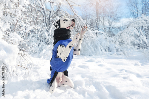 Dalmatian dog wearing winter jacket begging on hind legs
