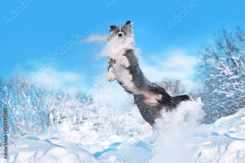 Border collie jumping at the snowy winter forest