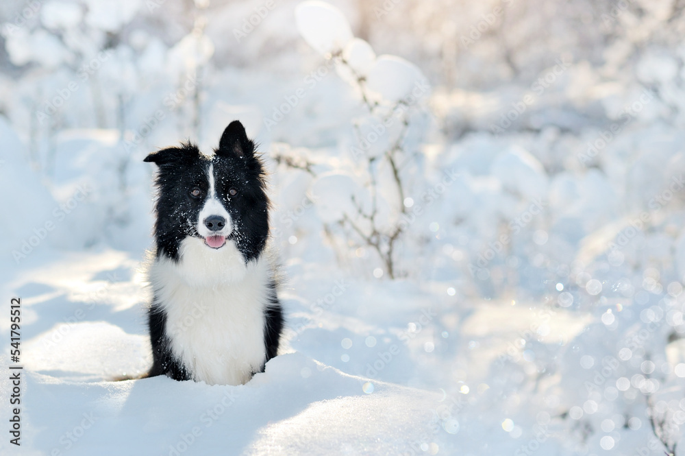 Winter portra it of a sitting border collie at the forest Winter portra it of a sitting border collie at the forest