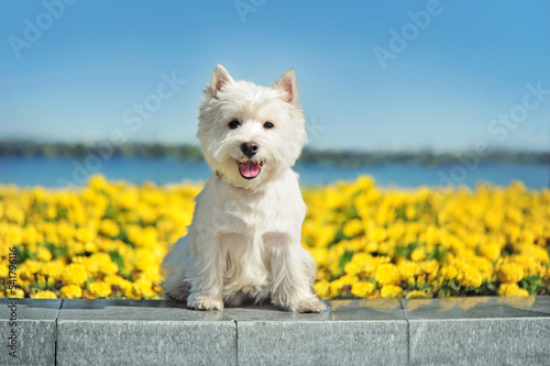 Quadro su tela Pretty west highland terrier against blooming flowers background