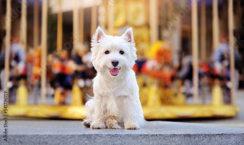 Foto West highland terrier against corousel background