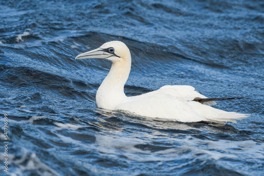 Adult gannet in the water after submersion
