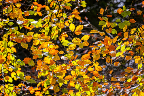 Backlit close up of sparkling Beech tree leaves in vibrant autumn and fall red   orange and yellow